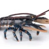 Papo Figura De Langosta - ^ Animales Marinos