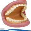 TickiT Kit De Demostracion Dental Gigante - ^ El Mundo Médico