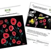 Rainette Pegatinas Flower Power - ^ Cascos Y Guantes